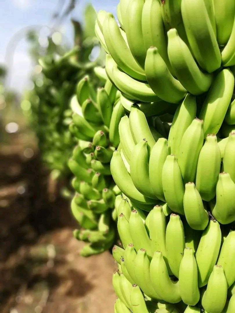 Agribusiness Development & Strategic Growth project 2