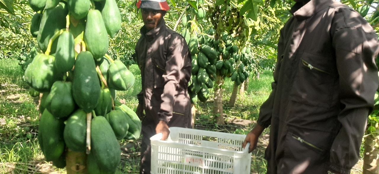 Food Systems & Climate Resilience project 1