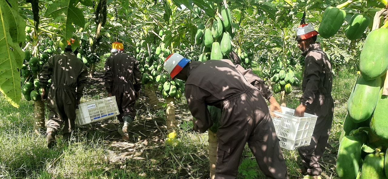 Food Systems & Climate Resilience project 3