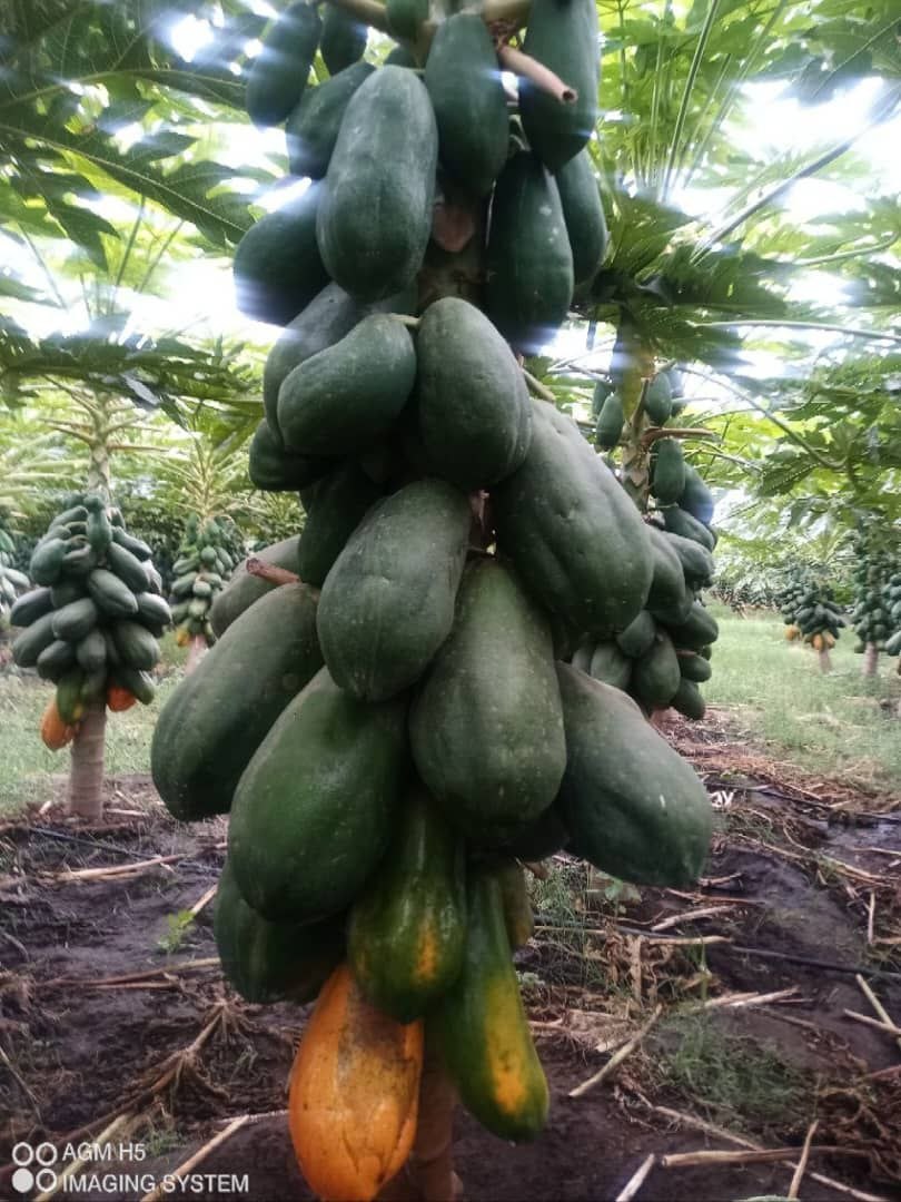 Food Systems & Climate Resilience project 5
