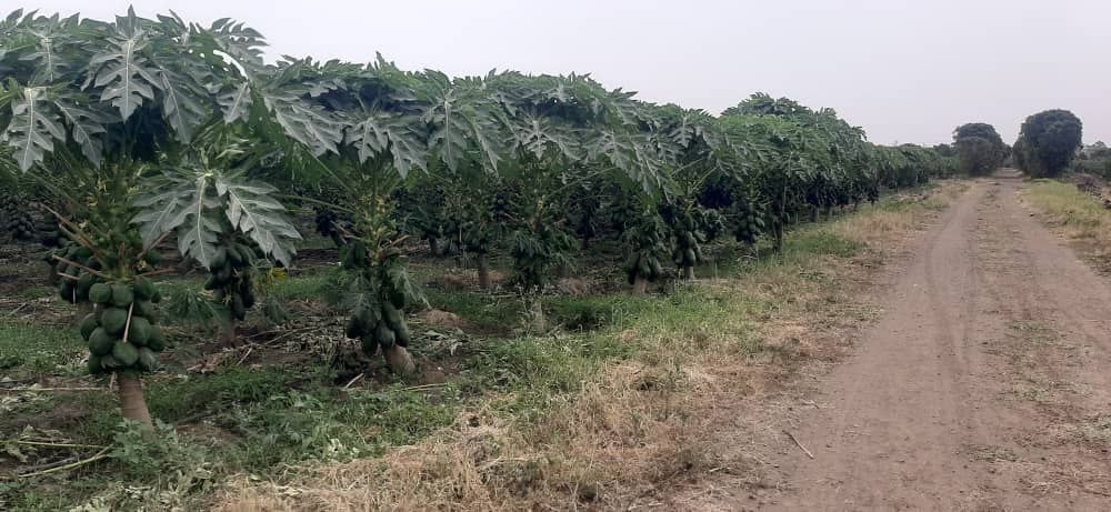 Food Systems & Climate Resilience project 6