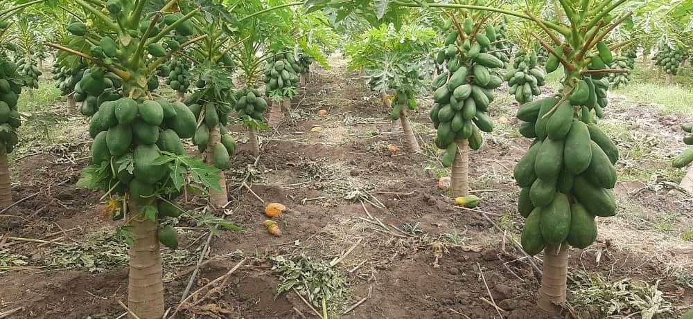 Food Systems & Climate Resilience project 8